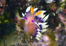 flabellina,nikon d2x 60mm macro by Puddu Massimo 